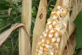 广西柳州村民家玉米棒晒成“爆米花”，网友：真热爆了