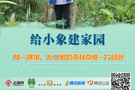 「99公益日特别策划·让小象有未来」基诺山的探索图片