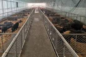 东北黑土地养殖新事：猪牛吃上“秸秆定制餐”图片