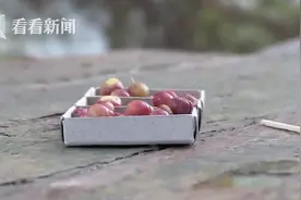 和蓝莓一样大！俄罗斯果农培育出迷你抗寒苹果图片
