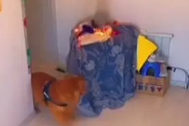 吹风机自燃，狗狗一个操作救了全家图片