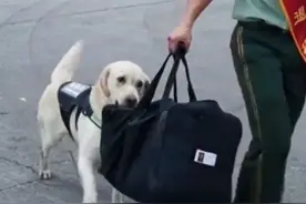 泪目！军犬咬退伍老兵行李时瞬间破防了，即使“违抗命令”也要冲出大门图片