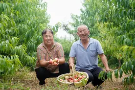 丰收又增收！上线阿里社区电商，陕西淳化4000多户果农每亩多卖了3000多元图片