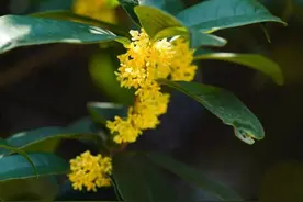 满城尽是桂花香！郑州一夜之间连空气都是甜甜的……图片