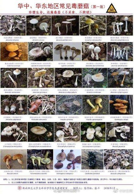 菌类有哪些种类图片,转发提醒!各地常见毒蘑菇图谱 - 冷求网