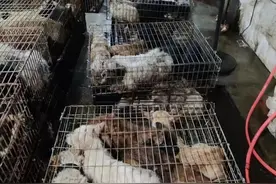 屠宰场惊现192条来源不明犬只，四川崇州警方正调查是否涉嫌盗抢图片