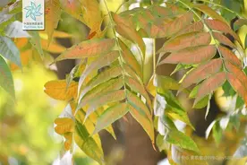 教师节，聊聊和孔子、林奈有故事的植物丨花花万物图片