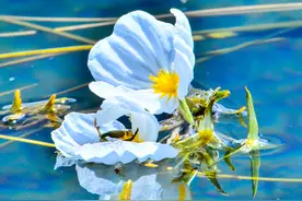 泸沽湖的波叶海菜真不是菜！吃“国保”野生植物犯法图片