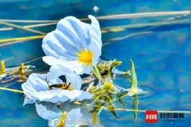 泸沽湖的波叶海菜花不是菜！吃“国保”野生植物犯法图片