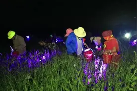 每斤38元！大豆地里养豆丹 昔日害虫成赚钱“黄金虫”图片