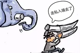 案值高达1.1亿元 一男子多次走私珍贵动物制品被批准逮捕图片