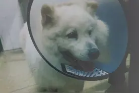 大狗遭小狗偷袭受伤，宠主起诉索赔图片