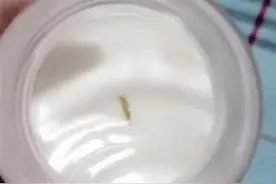 母亲给娃冲奶粉发现里面有条虫 还在不停地蠕动图片