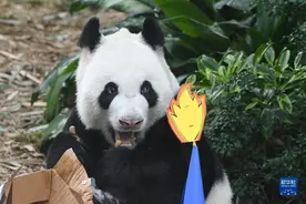 新加坡：为大熊猫“凯凯”庆生，并确定其幼崽为雄性图片