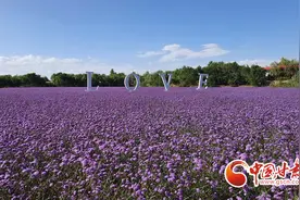兰州永登：“开心农场”种出美丽乡村图片
