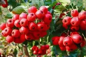 兴隆县金秋旅游三大精品线路！图片