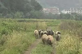 义乌民警路上赶猪！咋回事？图片