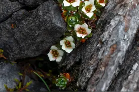 「云南生物多样性数字化百科图谱」被子植物•单窝虎耳草：“长酒窝”的虎耳草，了解一下图片