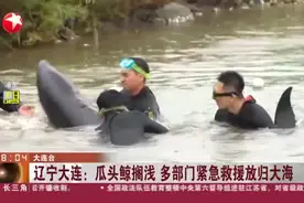 辽宁大连：瓜头鲸搁浅 多部门紧急救援放归大海视频封面