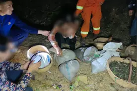 老人组团进山采“地皮菜”迷路 获救后崩溃大哭图片
