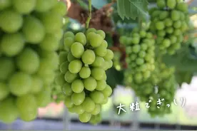 日本的天价葡萄，在中国为什么越卖越便宜图片