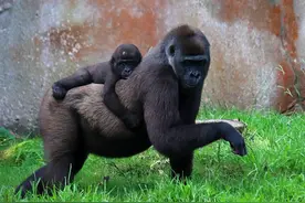 美国一动物园13只大猩猩新冠阳性 可能被饲养员传染图片