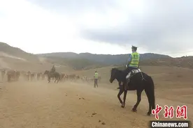 新疆哈巴河交警护航牲畜秋季安全转场图片