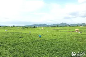 广西横州茉莉花：产量占全球六成 富农兴万家图片