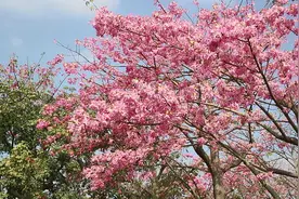 「中葡双语」横琴将建国际休闲旅游岛，先来畅游一番吧图片