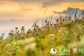 贵州韭菜坪：万亩韭菜花开引客来图片