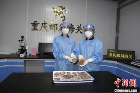 进境“牛结石”可能传播传染病 重庆海关：暂扣图片