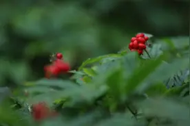 走进宝藏村镇｜文登西洋参：八粒小参种长成百亿大产业图片