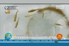 连云港东海：两亿多岁“仙女虾”现身 与恐龙同时代图片