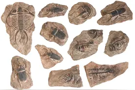 全国科普日 丨 一起探秘奇妙的昆虫世界图片