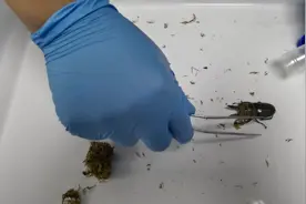 “和菓子”里藏甲虫！上海海关查获违规邮递入境“黄金鬼锹甲”4只图片
