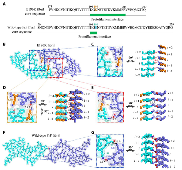 研究揭示朊病毒蛋白病理聚集多态性分子机制