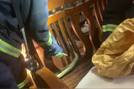 大连男子凌晨起来上厕所，却发现客厅拐角里有一条大蛇图片