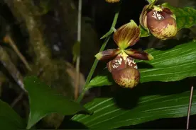 买卖网红植物小心了，它们可能被列入新版野生植物保护名录图片