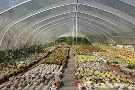 石坝村90后的种植新尝试多肉类植物1年营收已达7万元图片