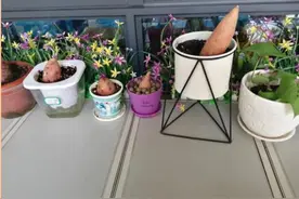 我和航天员叔叔有个约定——合肥一六八玫瑰园学校东校区孩子们的太空梦图片