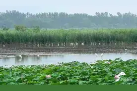 黄河入海看山东｜济南白云湖大力开展退渔还湿工程 恢复湿地1.6万余亩图片