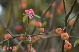 一树海棠，花果同枝图片