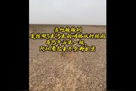 蚂蚁森林回应277号林疑未种梭梭：15万棵已种下2年，干旱造成矮小图片