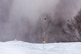俄罗斯有多少只东北虎？大约700只图片