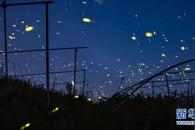 美景山东‖萤火虫水洞：亚洲罕见的萤火虫奇观图片