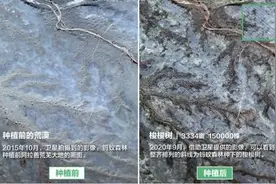 277号林被质疑未种树，蚂蚁森林回应：2019年已完成种植 干旱造成梭梭矮小图片