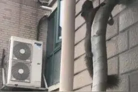 快崩溃了！拖家带口飞檐走壁，杭州男子紧急求助，有什么办法可以请松鼠一家搬家图片