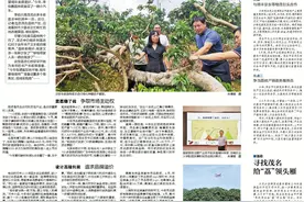 南方日报报道｜茂名荔农谋划备战明年荔枝季图片