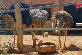 道县：特色鸵鸟养殖成致富增收新出路图片