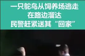 安徽某饲养场一只鸵鸟“越狱”在路边溜达 民警连夜带其“回家”图片